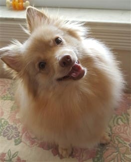 pomeranian-happy-face